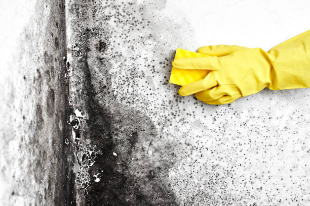 Best Black Mold Removal  in Blanchester, OH